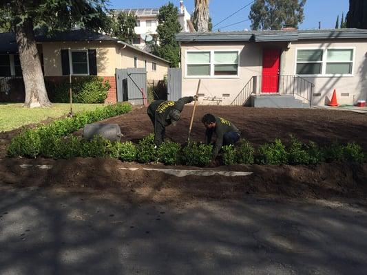 Planted 71 boxwood plants around with drip system installed