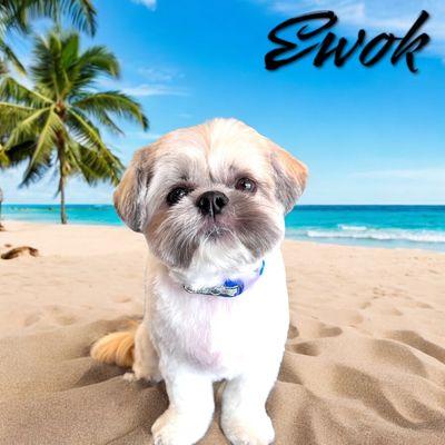 Ewok- Shih Tzu