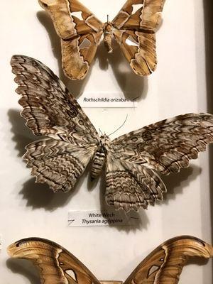 Preserved moth