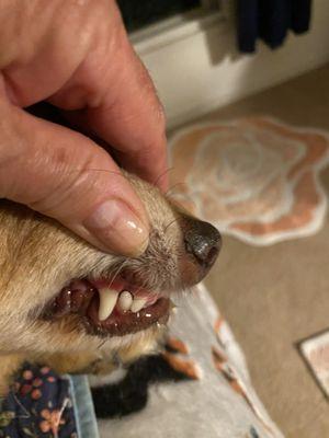 Showing Ruby's newly cleaned teeth