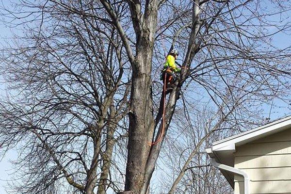 Tree Removal, stump grinding, tree services Rochester NY