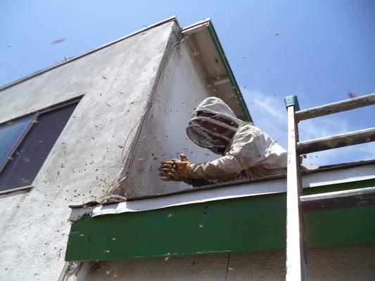 Bees coming out of a wall