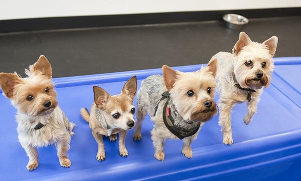 Here are a few of our furry friends "sitting pretty" for the camera.