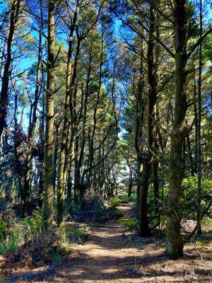 One of the trails around the jetty at the end of the park