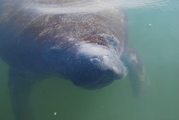 Experience dolphins, manatees, and more by renting a kayak and exploring Siesta Key!