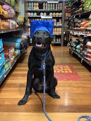 Our dog on his graduation day from Adult Level 2.