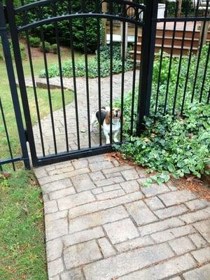 The dog can't fit through the gate!