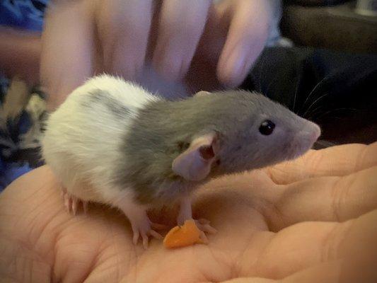 A dumbo pet rat I got here