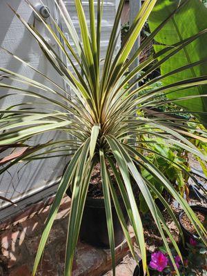 Cordyline torby dazzler