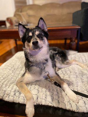 Our Pomsky Bowie with a light trim and bath