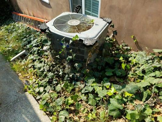 Don't let this happen to your a/c unit talk to your gardener.