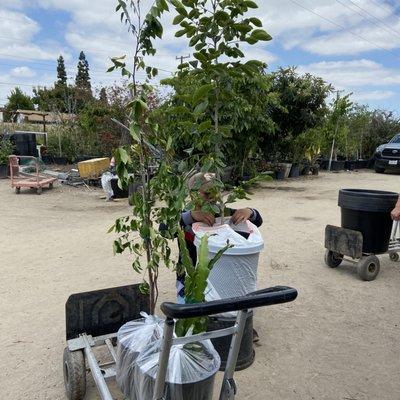 Excellent service. Outstanding fruit trees.