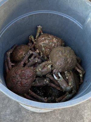 California Rock Crab