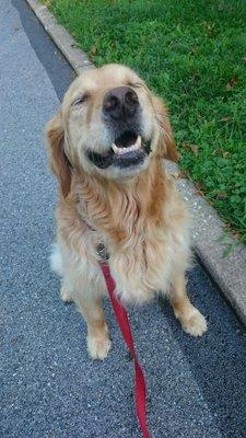 Gracie loves her morning walks with Suzanne.