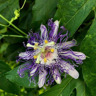 Passionflowers on the patio