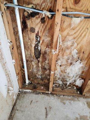 rot in kitchen from water damage