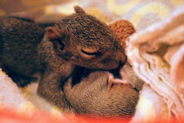 Florida Wildlife Hospital