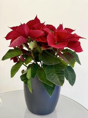 Poinsettia