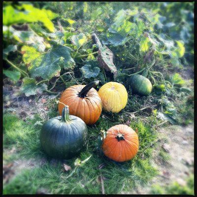 Colorful pumpkins in the pumpkin patch - ready for picking!