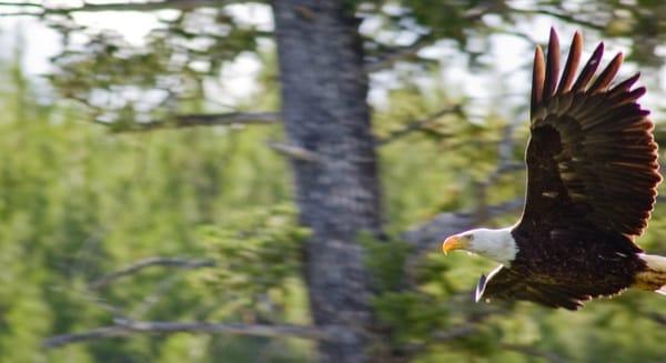 Bald Eagle, Photographed in Yellowstone.