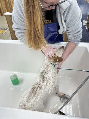 Wash The Dog