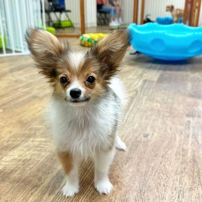 George the Papillon being all cute. Yes, our students are the cutest!