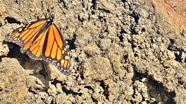 a resting monarch butterfly