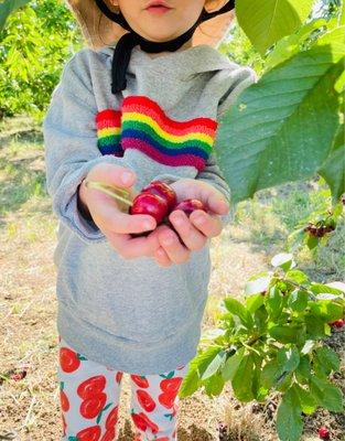 Cherries!