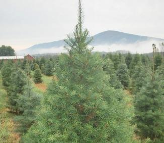 Cherry Run Farm