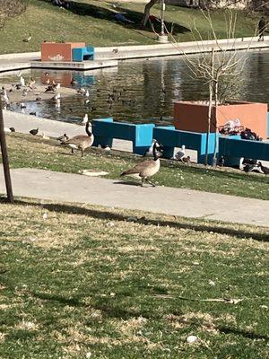 Yes!  Thanks to Fellow Elite, Hannah S, Monrovia, CA....Canadian Geese?!  Well, 'look @ you, Canadian feathered friends!'