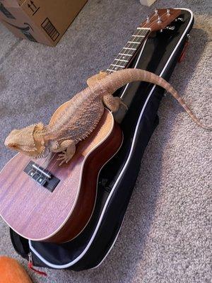 My beardy with a uke