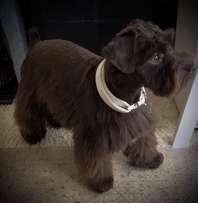 First traditional schnauzer cut. Love it! Thank you Dogo Salon, Nathalie and Bri!