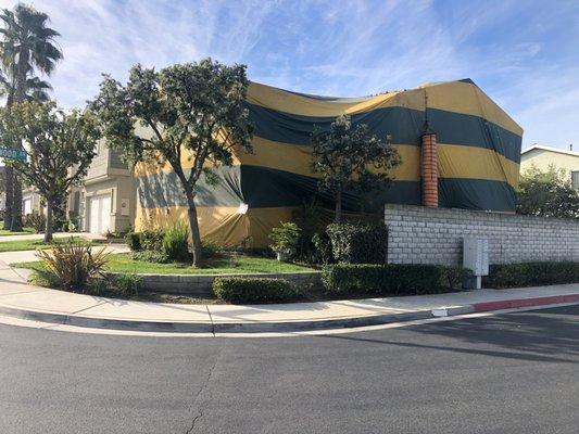 Fumigation treatment of single family 2 story building for drywood termite infestation