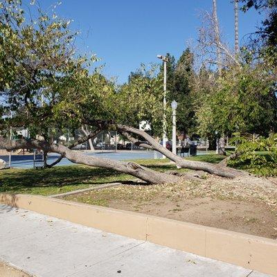 Horizontal tree in front of the basketball court.