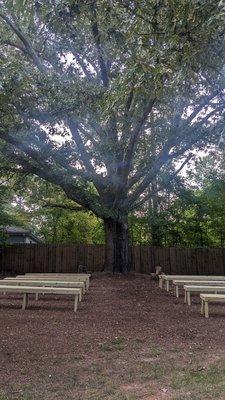 The aisle with a canopy of branches of this 110 year old oak tree