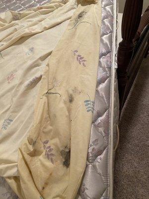 Mold on mattress