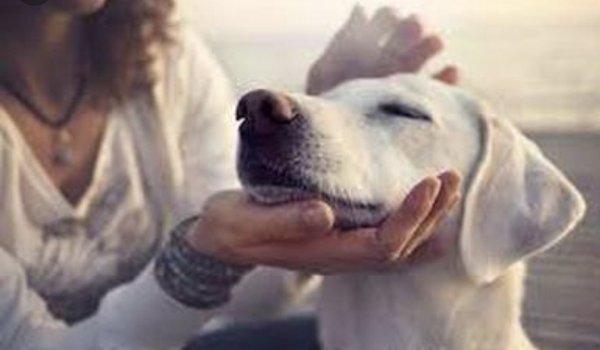 Dogs are our best friends, energy healing is a great way to reward our furry friends for their loyalty