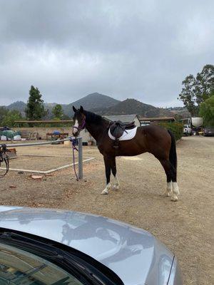 Benny getting ready for a lesson!