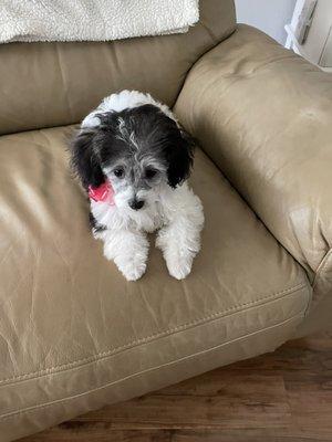 Pixie a Schnoodle.  6 months old. Ready for Teddy Bear Cut.  With face cut like poodle.