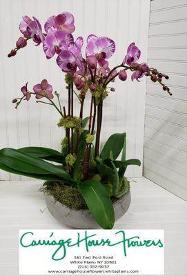 Triple orchid Plant $225.00