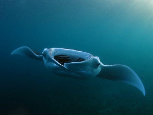 Manta in Maldives