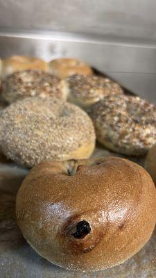 Mixed bagels, every hour, fresh bagels