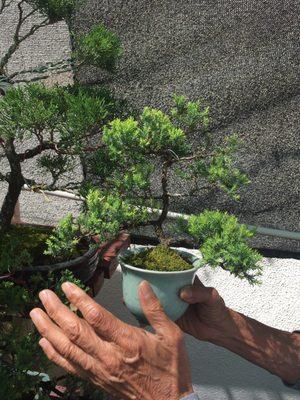 Same age as the larger bonsai