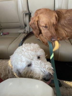 Tired little bears on the way home after a day of play at Emerald Street Kennels!