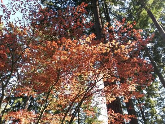 Japanese Maple