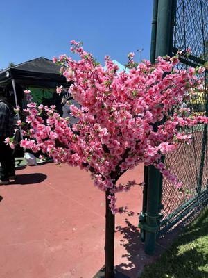 Cherry Blossoms