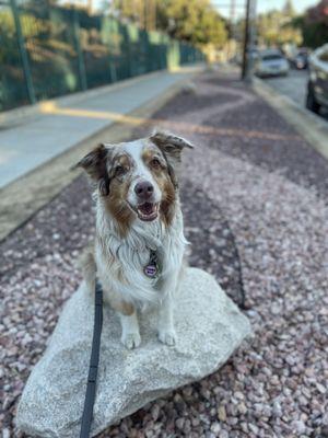 Betty Mae walking around the Rowena Reservoir, a little windy today but no rain