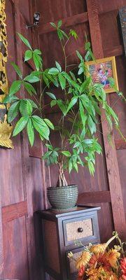 Beautiful money plant in the corner of the lobby