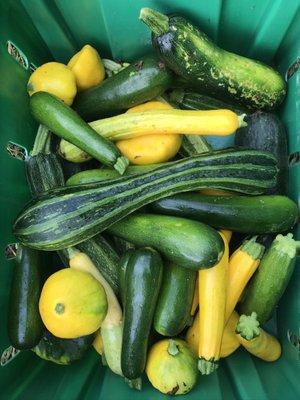 Summer squash and zucchini