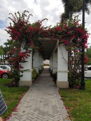 Flowered trellis in parking lot